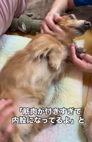 「筋肉が付きすぎて内股になっているよ」といわれたとか（飼い主さん提供、Instagramよりキャプチャ撮影）