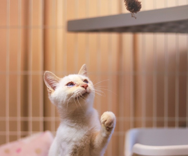 子猫と外見がよく似た子猫複数が前橋市内の各所で遺棄されていました