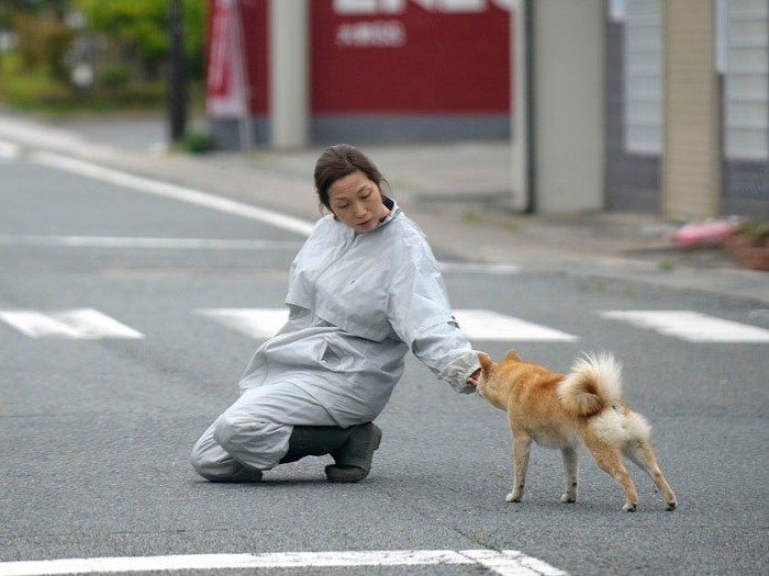 大熊町には多くの柴犬が徘徊し、ボランティアたちは「柴犬ロード」と呼んだ（2011年５月２５日、太田康介さん撮影）