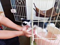 ジャンプして飼い主さんの手のひらにのるごましおくん（画像提供：アクロスキーたっきぃ#92さん）