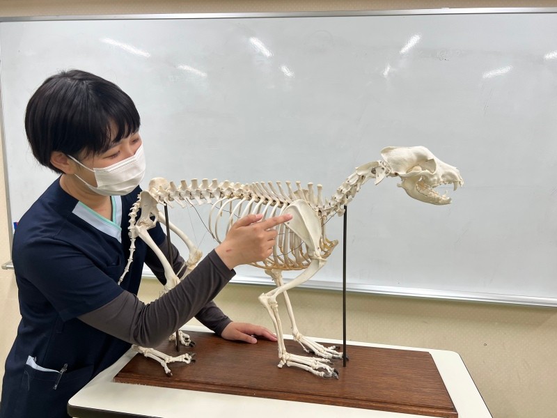犬の骨格標本を使って授業を行う（波戸さん提供）