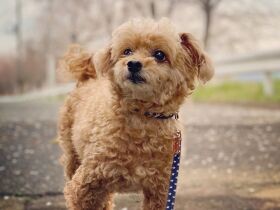 泣いている家族をなぐさめる癒やしのアイドル　トイプー「レオ」