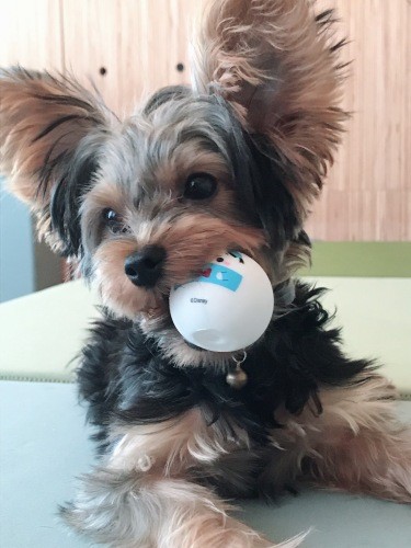 チョイさんが亡くなったのち、縁あって迎えたヨークシャー・テリアの男の子「コンブ」。生まれつき右の後ろ脚が使えないが、走り回って元気いっぱい（高藤さん提供）