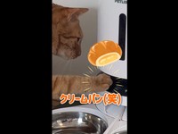 クリームパンのようなおててで上手にボタンをタッチするコハク8号くん（画像提供：コハク8号のお店屋さん）