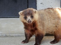 つぶらな瞳がたまらない…ニホンアナグマ（アキ♂）も人気