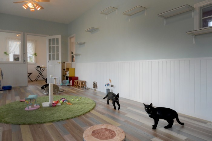 広々としたキャットルームと、扉の奥がカフェスペース