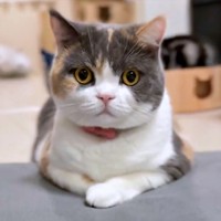 香箱座りでカメラを見つめるみゅーちゃん（画像提供：MIU&RINさん）