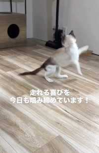 走れるようにまで回復！（「ねこから目線。」さん提供、Instagramよりキャプチャ撮影）