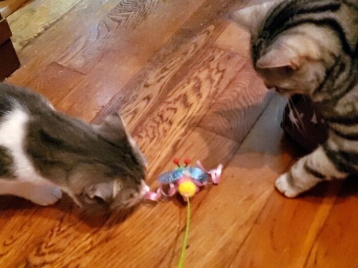 実家でルビィ（右）と遊ぶちび。日ごろはあまり仲良くないのですが、さみしかったのかな