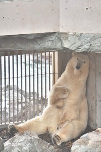 「かわいいユキちゃん」