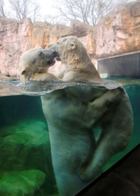 カイ♥ポーラ（2024.3撮影）