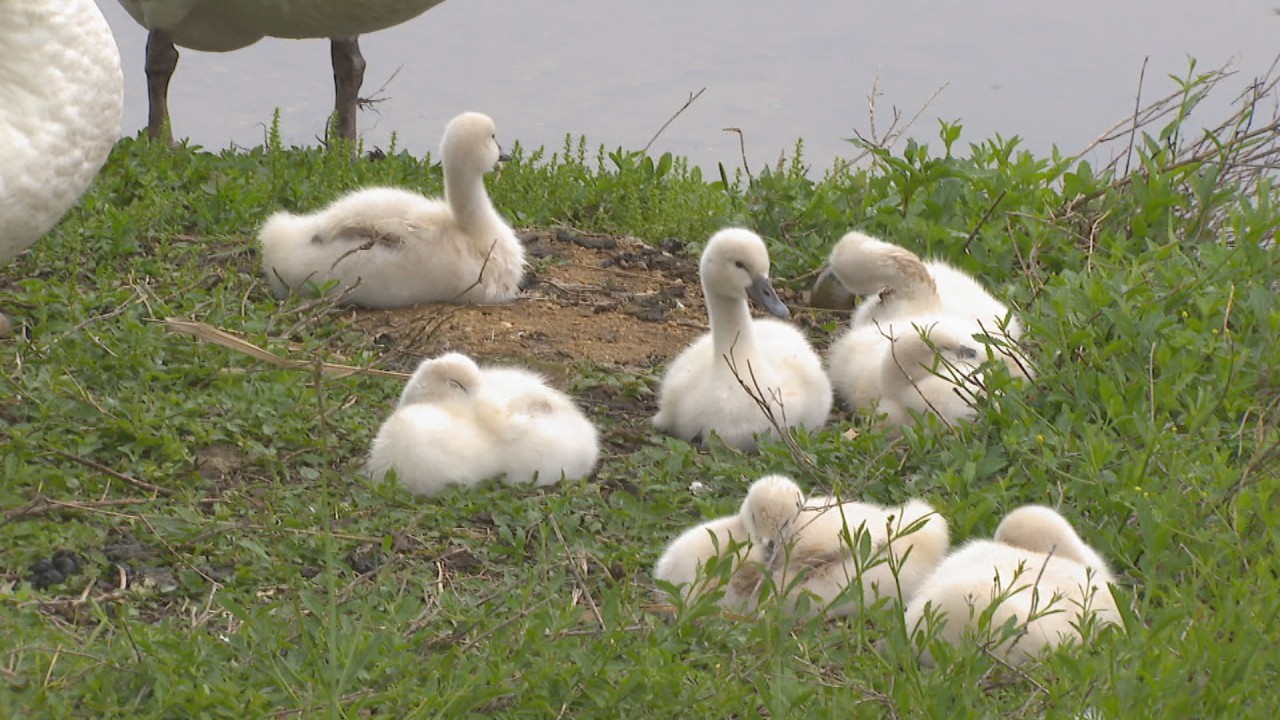 大家族 でス イスイ 同じ時期に産まれるのは珍しい 7羽の白鳥のヒナが誕生 高松市 Ksbニュース Ksb瀬戸内海放送