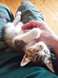 小さかったポポくん。飼い主さんの膝上ですやすや（画像提供：YuuuuJtny-Kさん）