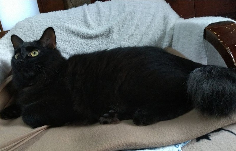 えみちゃんのシッポはホワホワで立派。半年もすると体もこんな立派になりました（利恵さん提供）