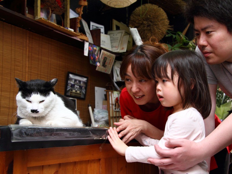 チョビヒゲ？ 笑い誘う、おとぼけ顔 花屋の看板猫「さぶ」  犬・猫と 