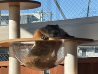 ぺしゃんこになっているマーモット