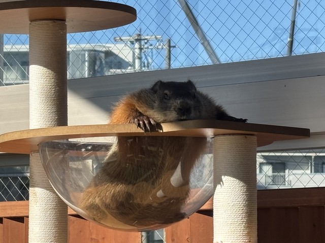 ぺしゃんこになっているマーモット