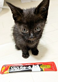 お迎えまもないころ、おやつと比較しても小さかったあんずちゃん（画像提供：きのひとまるさん）