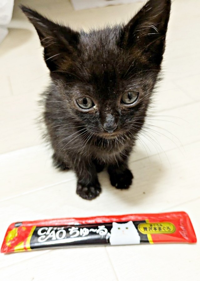 お迎えまもないころ、おやつと比較しても小さかったあんずちゃん（画像提供：きのひとまるさん）