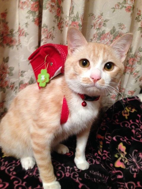 一歳くらいの時