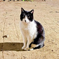 保護前、公園で暮らしていたハッチャン（画像提供：ハッチャンさん）