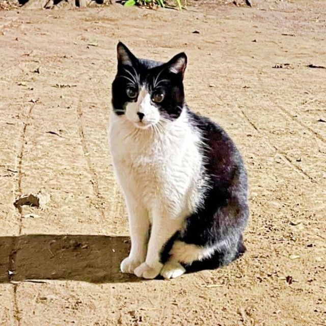 保護前、公園で暮らしていたハッチャン（画像提供：ハッチャンさん）