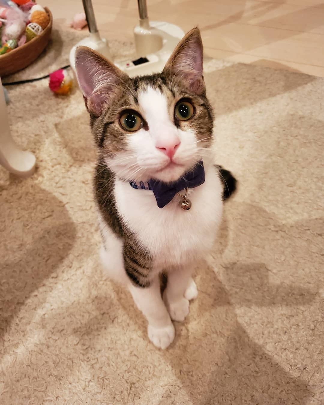 猫は4匹までと決めていたのに…「なんて可愛いの」ピンクの鼻の保護猫に