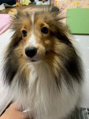 家にきたころの「パルフェ」