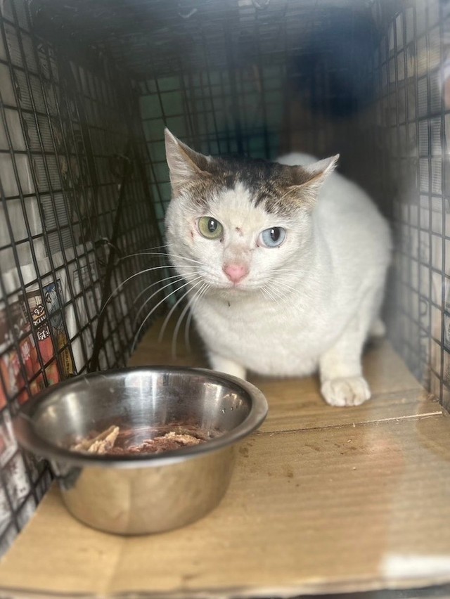 どうか「猫を脱走」させないで（画像提供：コンドリア水戸さん）