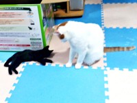 家に来て2日目。コタローくんのもとで寝そべるナツちゃん（画像提供：ミキサーさん）