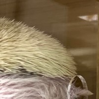 ケージの穴からお尻を出して排泄中／もぐもぐ風林火山さん（@toxinum）提供