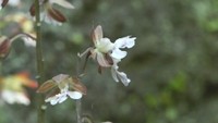 エビネ　香川・小豆島町中山地区　10日