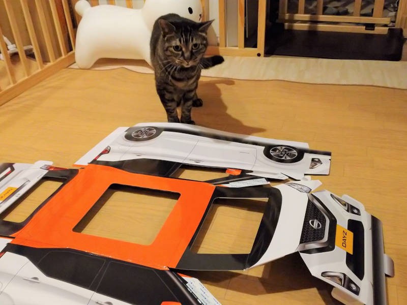 恐る恐る近づいてきたモモ