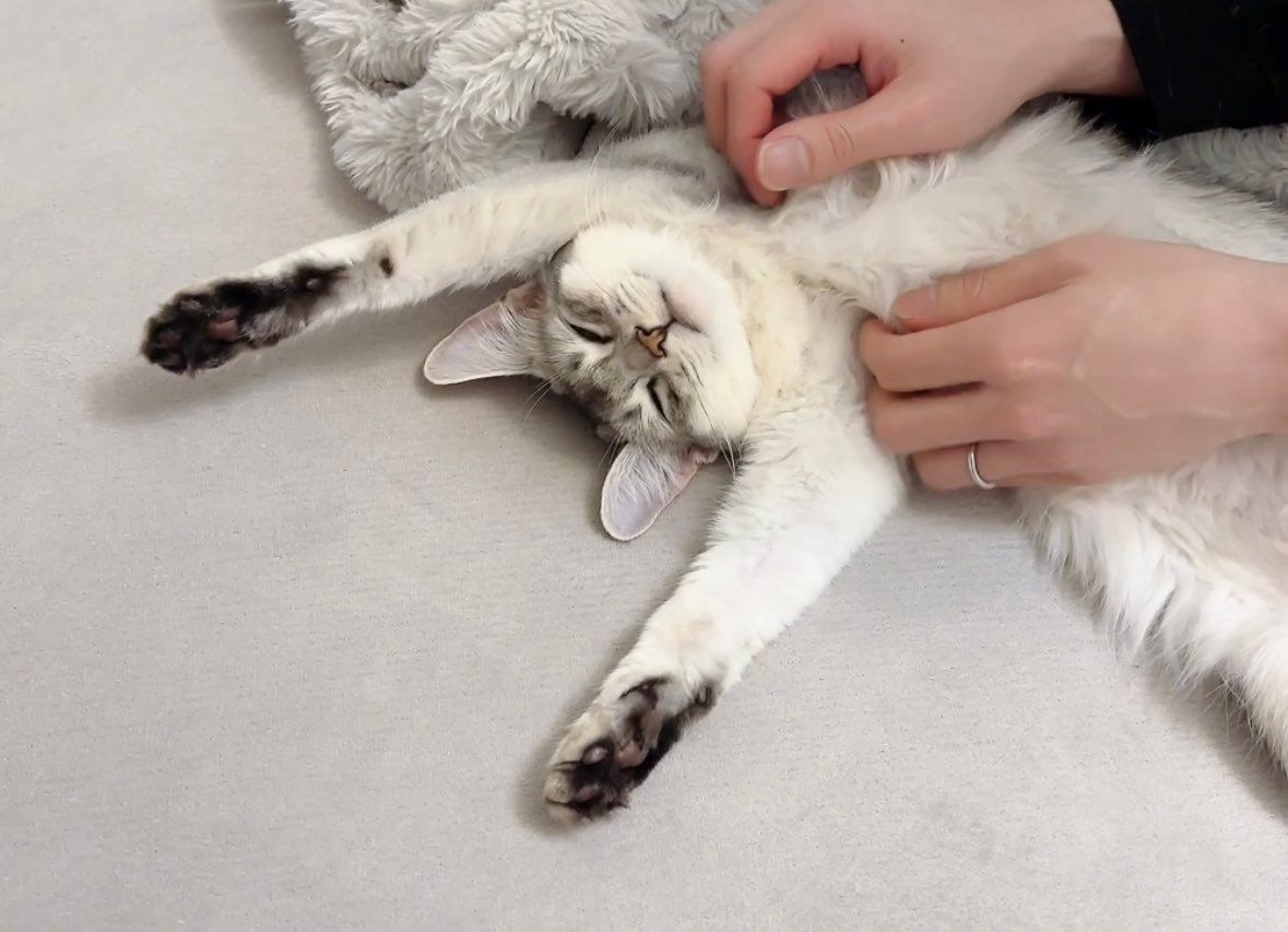 撫でると気持ちよくて「ヨイサヨイサ」しちゃう猫さん、撫でるのやめたのにまだ…「余韻で動いてるの最高すぎる」|まいどなニュース