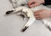 脇の下を撫でられるのが好きでどんどん手が伸びてくるそばちゃん（提供：そばちゃんさん）