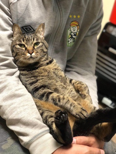 11歳になった茶々丸（夏子さん提供）