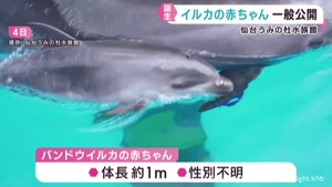 バンドウイルカの赤ちゃん一般公開が始まる　仙台うみの杜水族館で初めて誕生