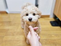 飼い主さんを見つめるきぬくん（画像提供：きぬさん）