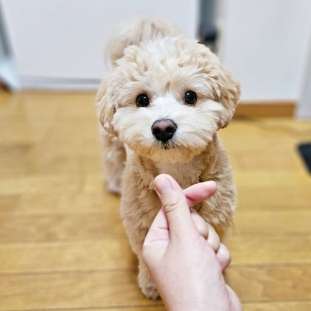 飼い主さんを見つめるきぬくん（画像提供：きぬさん）