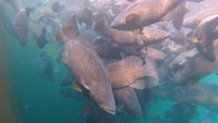 養殖されるクエタマの成魚 提供：近畿大学