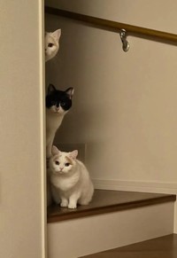 3匹の様子／mayuneko_teaさん提供