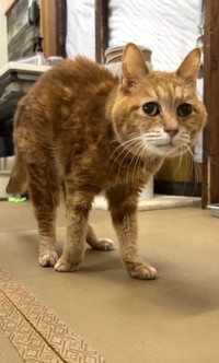 新玉旅館に来てから、歩けるように！（「にゃんたまチャンネル」さん提供、Xよりキャプチャ撮影）