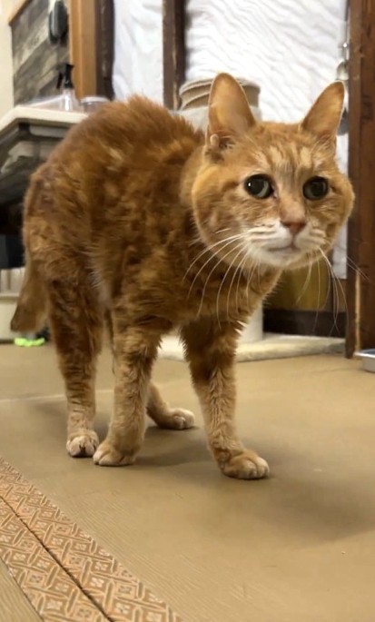 新玉旅館に来てから、歩けるように！（「にゃんたまチャンネル」さん提供、Xよりキャプチャ撮影）