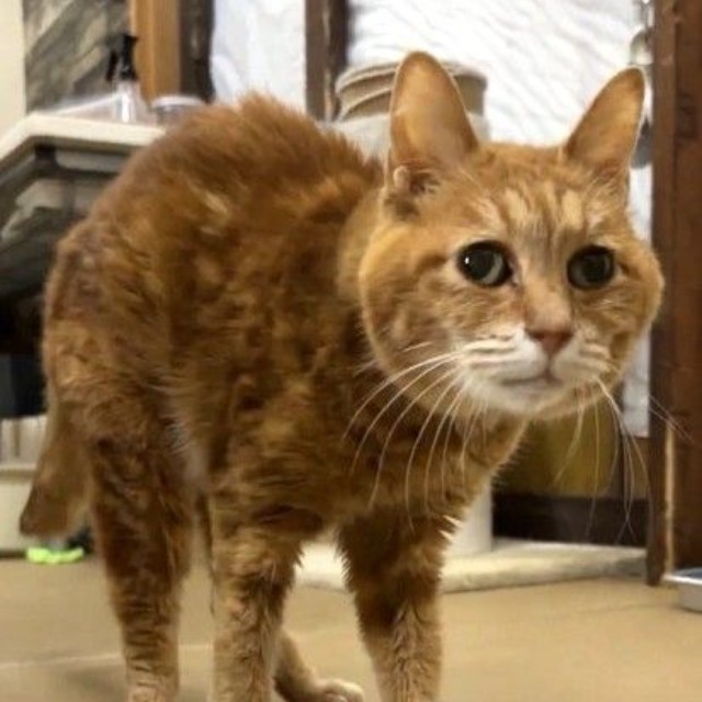 新玉旅館に来てから、歩けるように！（「にゃんたまチャンネル」さん提供、Xよりキャプチャ撮影）