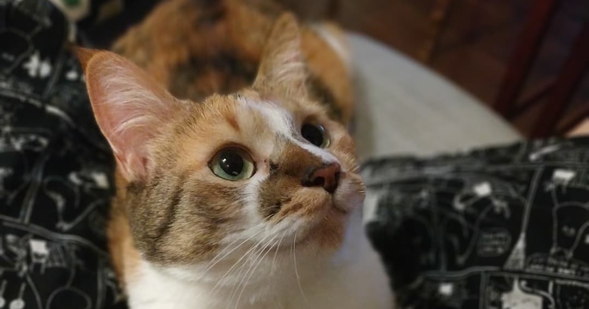 定休日以外毎日出荷中] 治療方針がみえてくる犬と猫の腫瘍診療