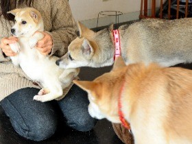 捨て犬育て、新天地へ　「人に心を開くまでが大変」