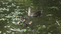 栗林公園にひょこひょこカルガモの親子　愛くるしい姿は5月末ごろまで　高松市
