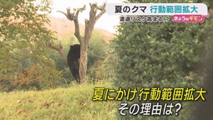 目撃が相次ぐクマ　夏は行動範囲が広がる