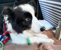 「人懐っこさ」の影に、「いい子を演じて助けてもらいたい」という様子だったボーダーコリーの墨（すみ）