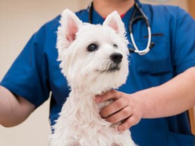 犬や猫「健康診断を受けている」８割　回数は年１回が半数超〈アンケート結果〉